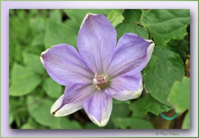 clematis