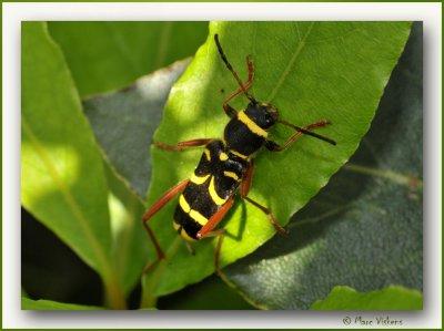 kleine wespenbok  (Clytus arietis)