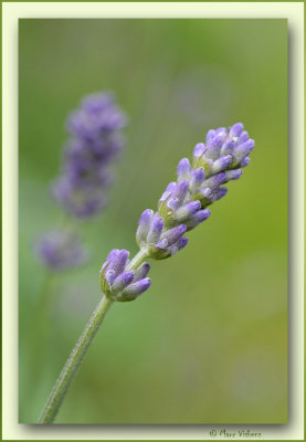 lavender: wonderful soft colours