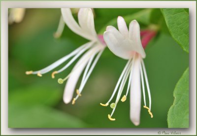 kamperfoelie (Lonicera caprifolium)