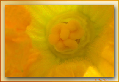 the heart of a flower of a zucchini