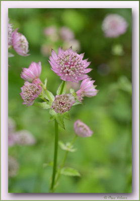 astrantia - zeeuws knoopje