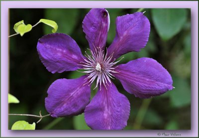 clematis