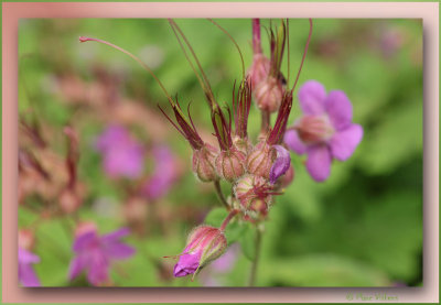 geraniums close-up
