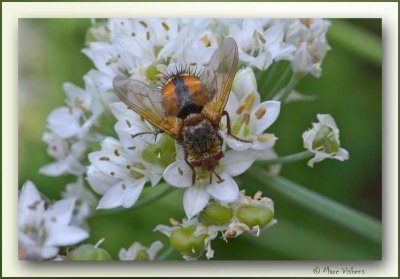 fly on a the flowers of chive