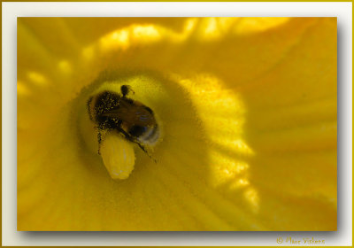 close-up bumblebee