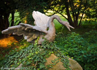 Welbourne Swan