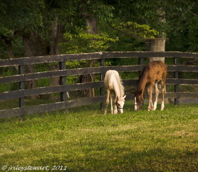 Ponies Grazing