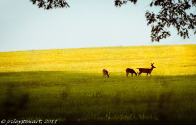 Rokeby Wildlife