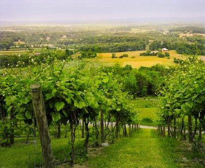 Walk Through the Vines,  Bluemont Vineyard