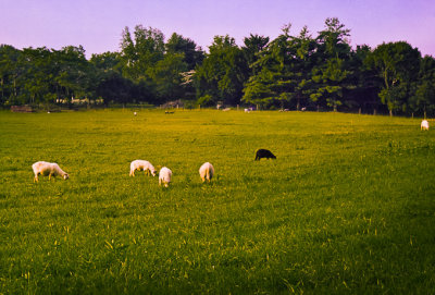 Grazing Sheep on Airmont Road.jpg