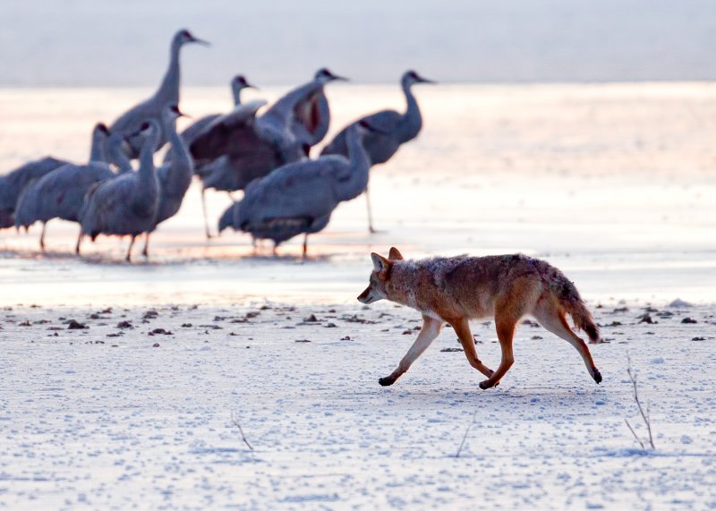Coyote, Bosque del Apache, New Mexico