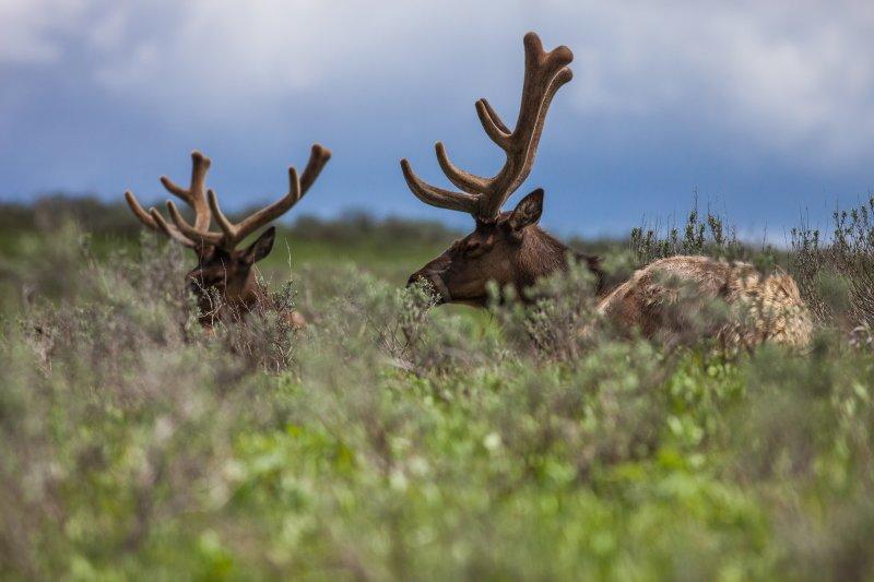 Yellowstone National Park, Wyoming and Montana