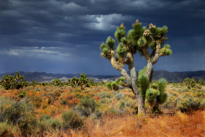 Nevada Landscape 1