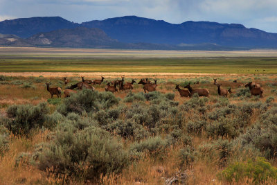 Nevada Landscape 2, the Elk Run