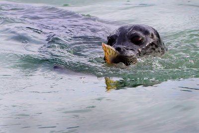 Harbor Seal at Haines Alaska.