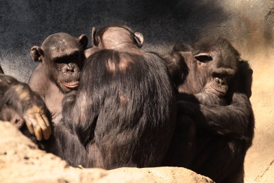 Zoo 292.jpg