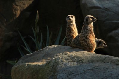 Zoo 002b.jpg