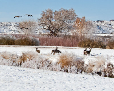 Bosque del Apache, New Mexico