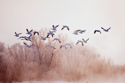 Bosque del Apache New Mexico