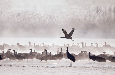 Morning Mist 2, Sandhill Cranes
