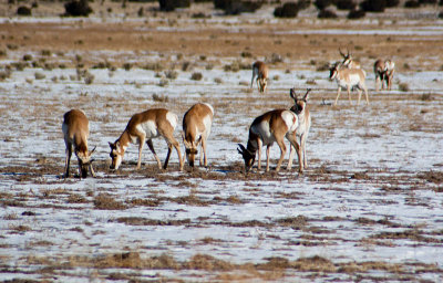 Bosque del Apache New Mexico