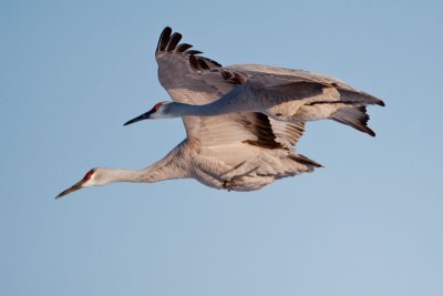 Bosque del Apache New Mexico