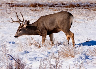 Mule Deer, Buck