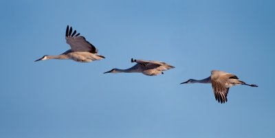 Sandhill Cranes in formation