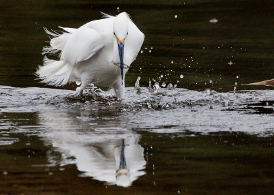 Young Egret reflecting his catch.