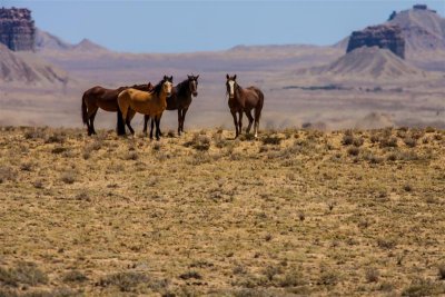 Wild Horses - Utah