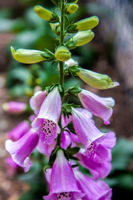 Local Flowers