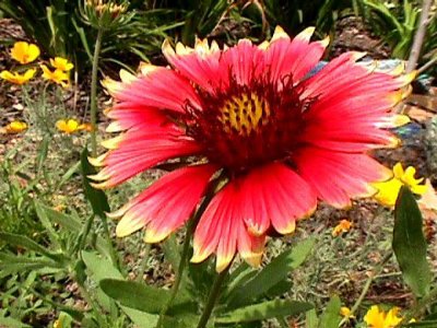 Bloom216.jpg