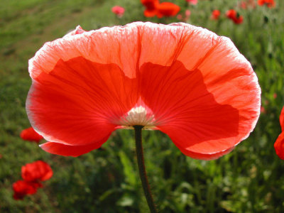 Bloom217.jpg