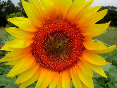 Bloom218.jpg