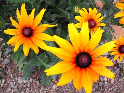 Bloom220.jpg