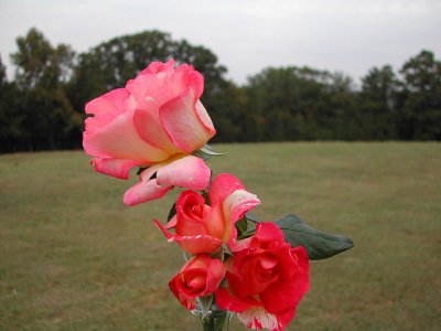 Bloom221.jpg