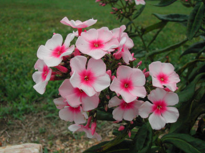 Bloom222.jpg
