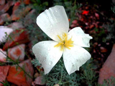 Bloom224.jpg
