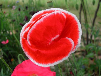 Bloom227.jpg