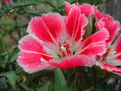Bloom232.jpg