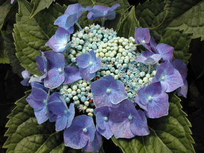bloom233.jpg