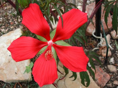 Bloom234.jpg