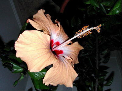 Bloom235.jpg