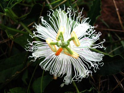 Bloom236.jpg