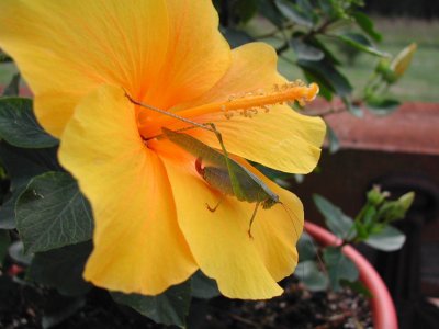 Bloom237.jpg