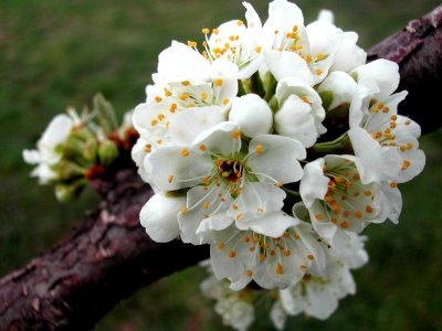 Bloom238.jpg