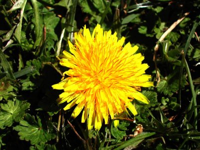 bloom239.jpg