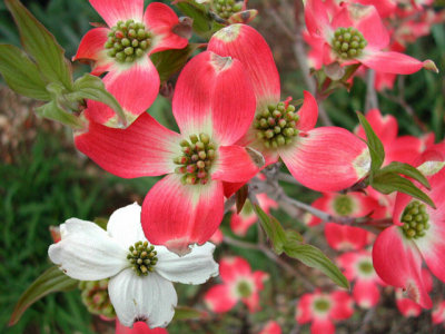 bloom242.jpg