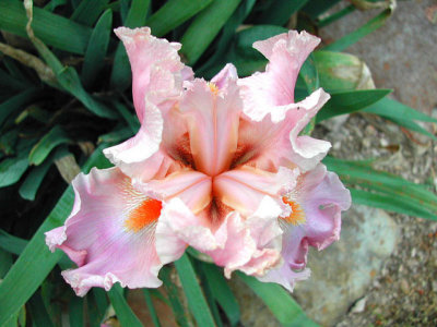 Bloom243.jpg